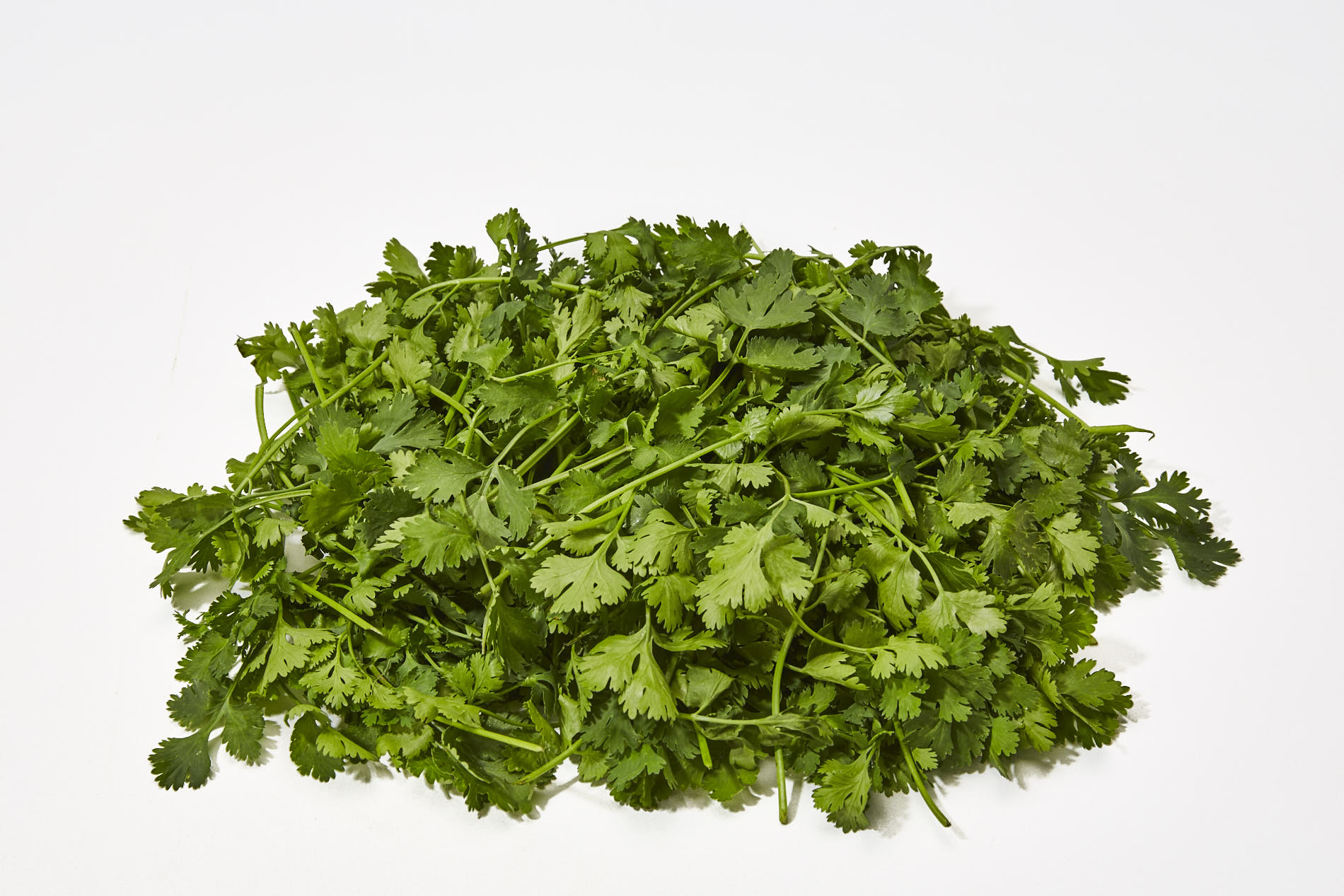 Cleaned and Trimmed Cilantro
