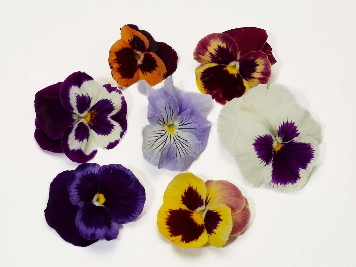 BIX Edible Pansies Flowers BIX