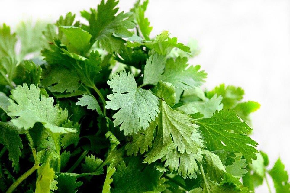 Fresh Cilantro