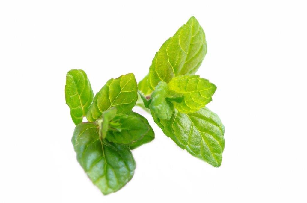 Fresh Mint