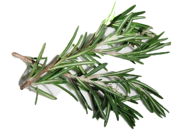 Fresh Rosemary
